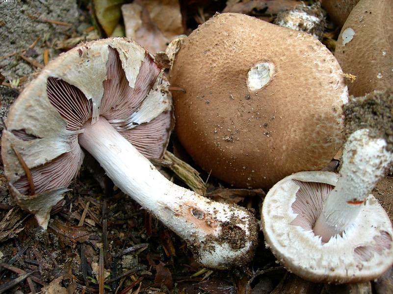 FUNGHI MISTERIOSI